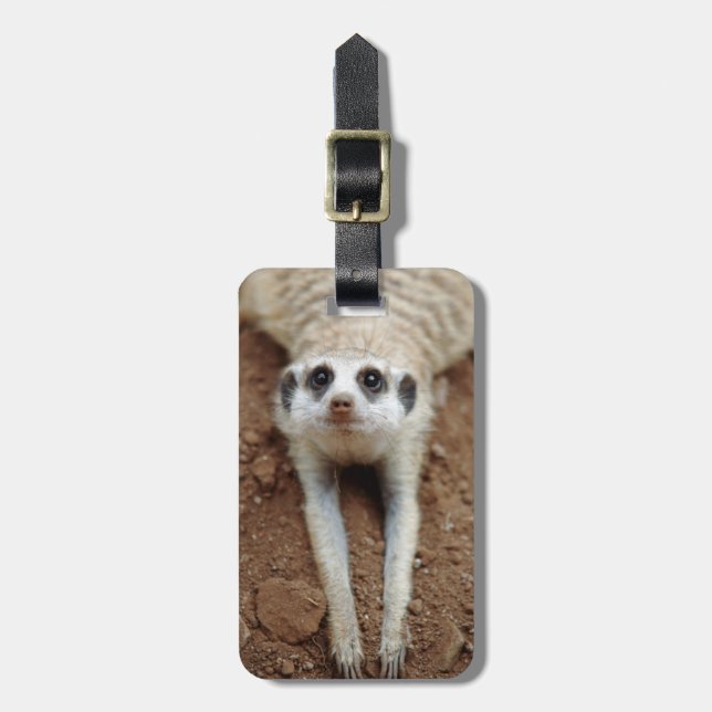 Surikat (Suricata suricatta) svalkar ner Bagagebricka (Vertikal Framsida)