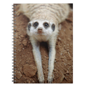Surikat (Suricata suricatta) svalnar Anteckningsbok Med Spiral