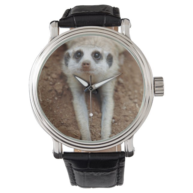 Surikat (Suricata suricatta) svalnar Armbandsur (Framsida)