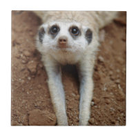 Surikat (Suricata suricatta) svalnar