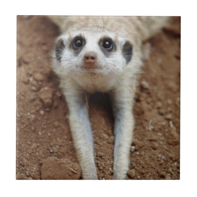 Surikat (Suricata suricatta) svalnar Kakelplatta (Framsidan)