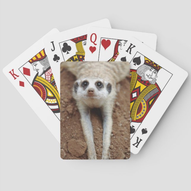 Surikat (Suricata suricatta) svalnar Kortlek (Baksidan)