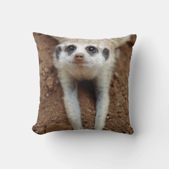 Surikat (Suricata Suricatta) svalnar Kudde (Framsida)
