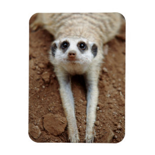 Surikat (Suricata suricatta) svalnar Magnet