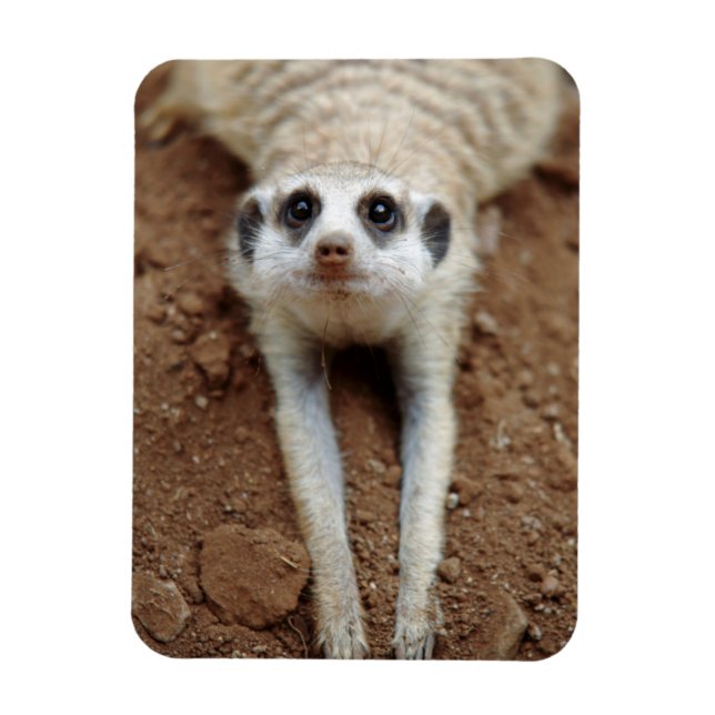 Surikat (Suricata suricatta) svalnar Magnet (Vertikal)