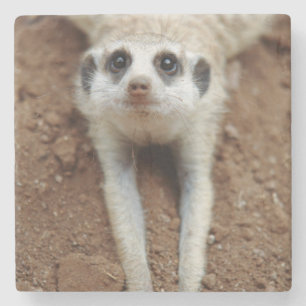 Surikat (Suricata suricatta) svalnar Stenunderlägg