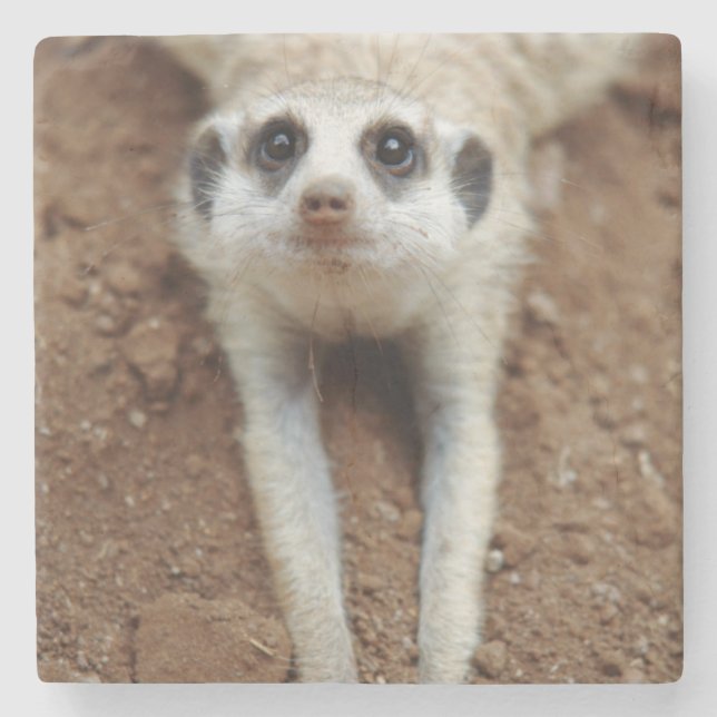 Surikat (Suricata suricatta) svalnar Stenunderlägg (Framsidan)