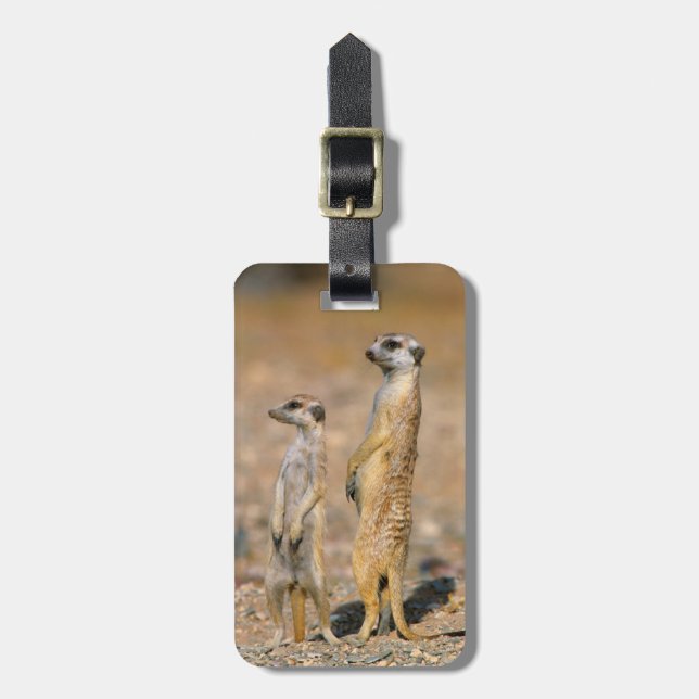 Surikat (Suricata suricatta) vaktposter, Karas Bagagebricka (Vertikal Framsida)