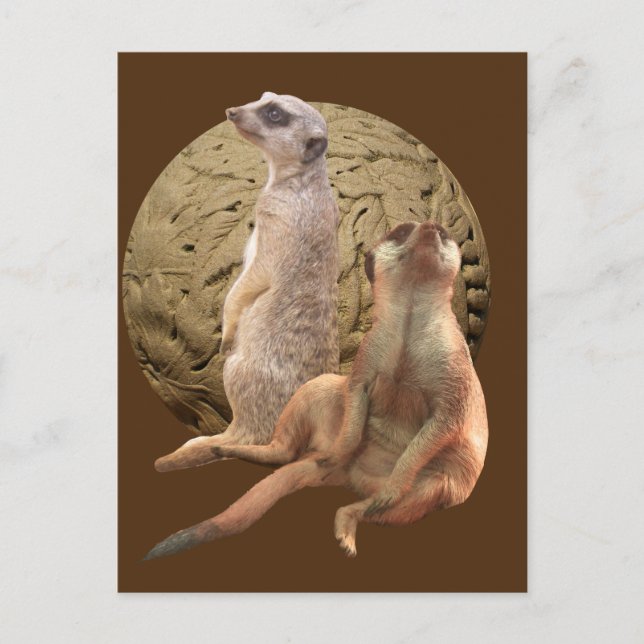 Surikater Indianapolis Zoo Vykort (Framsida)