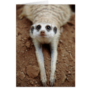 Surikater (Suricata suricatta) svalnar Hälsningskort