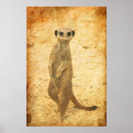 Surikats vakt poster