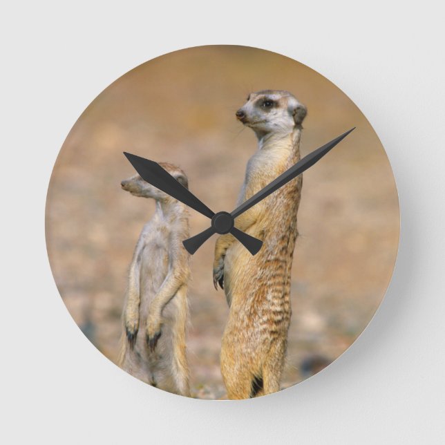 Surikattsentineller (Suricata suricatta), Karas Rund Klocka (Framsida)