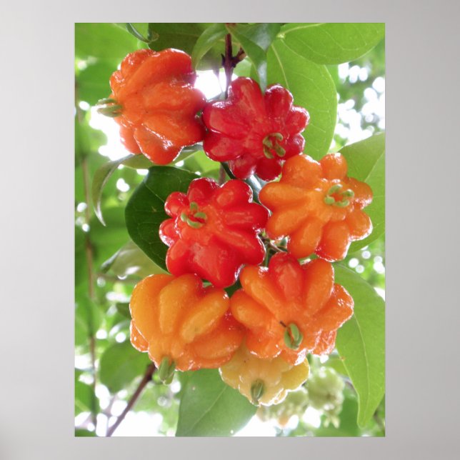 Surinam Cherries Poster (Framsidan)