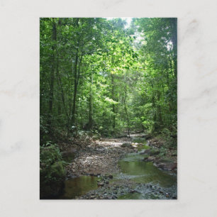Surinam Forest Postcard Vykort
