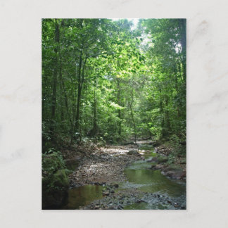 Surinam Forest Postcard Vykort