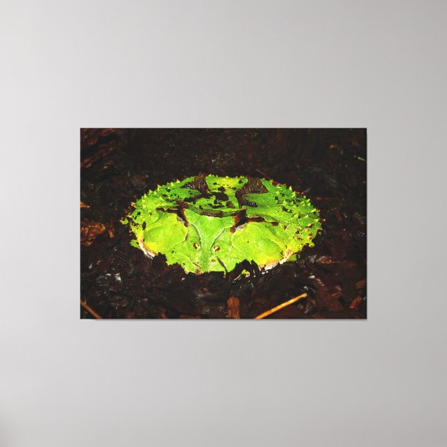 Surinam Horned Frog Ceratophrys Cornuta Canvastryck (Framsida)