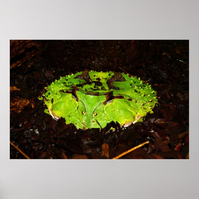 Surinam Horned Frog Ceratophrys Cornuta Poster (Framsidan)