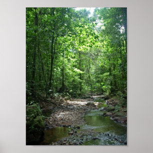 Surinam skog poster