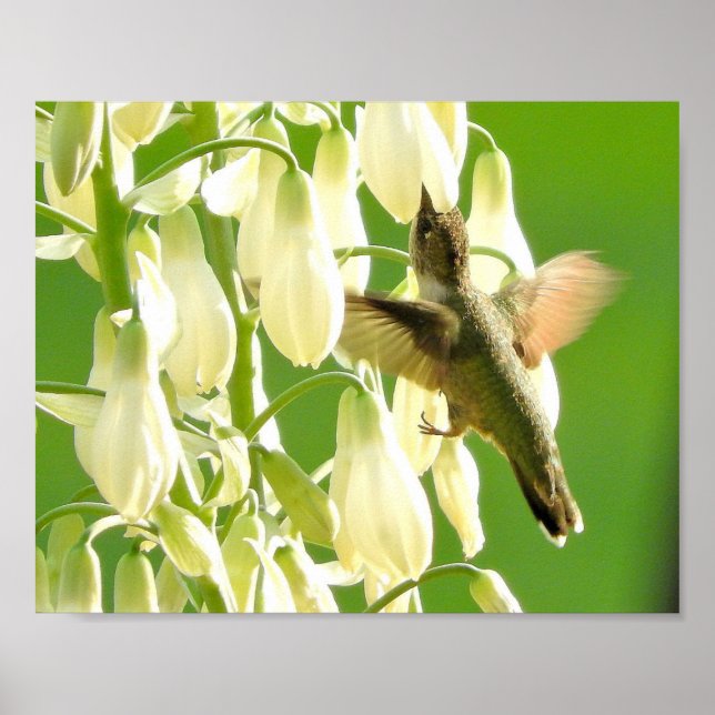 Surrfågel Poster (Framsidan)