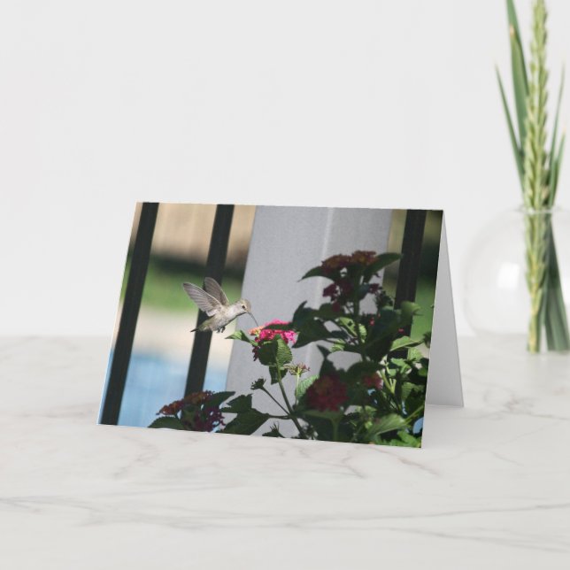 Surrfågel, tomt kort (Framsida)