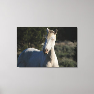 Survivor ~ Vild Iconic Stallion of Steens Canvas