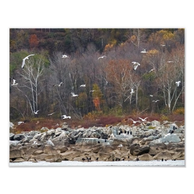 Susquehanna River Shoreline Fototryck (Framsidan)