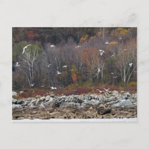Susquehanna River Shoreline Vykort