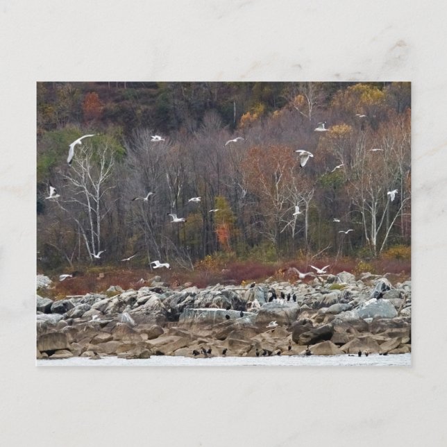 Susquehanna River Shoreline Vykort (Framsida)