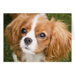 Süßa ögon King Charles Spaniel tom kort