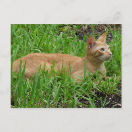 süße braune Katze Vykort
