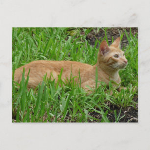 süße braune Katze Vykort