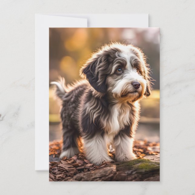 Süßer Aussiedoodle Welpe (Framsida)