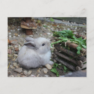 süßes Häschen, Babykaninchen das frisst :) Vykort