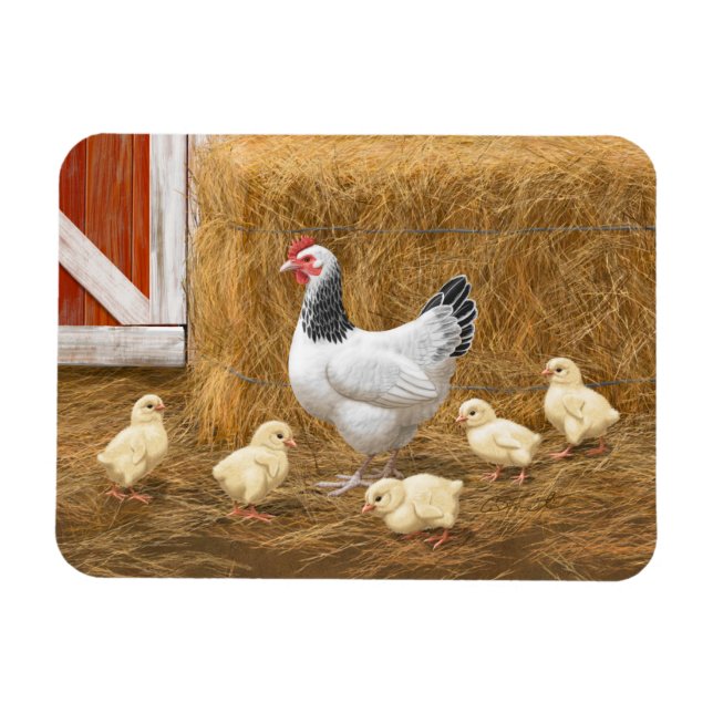 Sussex Chicken Mamma Hen och Chickar Magnet (Horisontell)