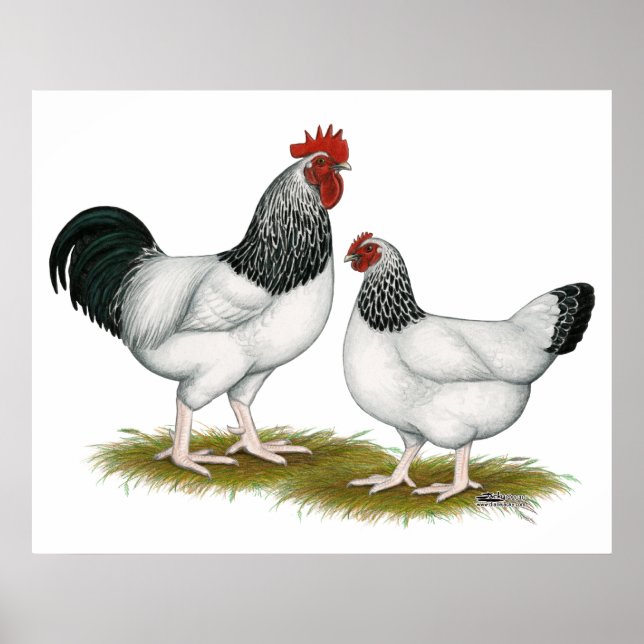 Sussex: Light Pair Poster (Framsidan)