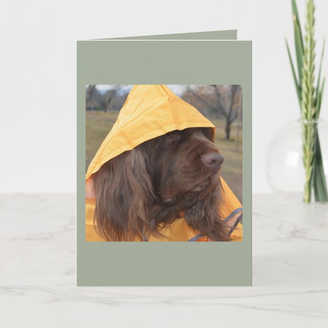 Sussex Spaniel som väntar regna Kort (Framsida)