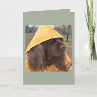 Sussex Spaniel som väntar regna Kort