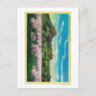 Sutter Butet and Orchards i Bloom Vykort