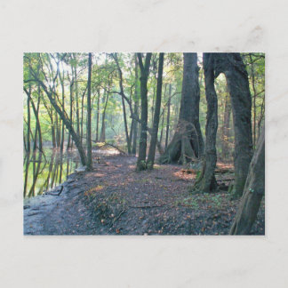 Suwannee River slough Vykort