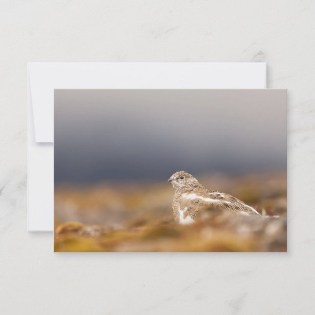 Svalbard Ptarmigan Nature Photo Card (Framsida)