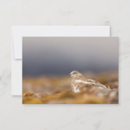 Svalbard Ptarmigan Nature Photo Card