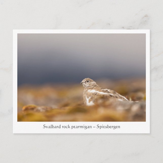 Svalbard Ptarmigan Photo Vykort (Framsida)
