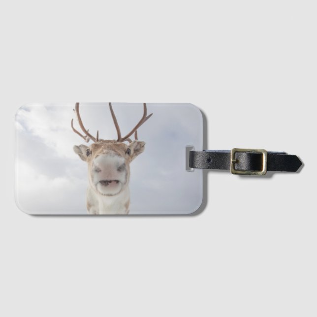 Svalbard Reindeer Nature Photo Bagagebricka (Framsida horisontal)
