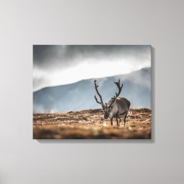 Svalbard Reindeer Nature Photo Canvastryck