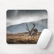 Svalbard Reindeer Nature Photo