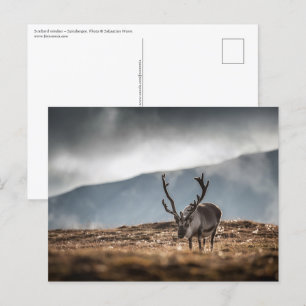 Svalbard Reindeer Nature Photo Vykort