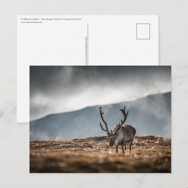 Svalbard Reindeer Nature Photo Vykort (Fram/baksida)