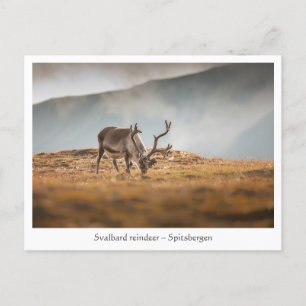 Svalbard Reindeer Nature Photo Vykort