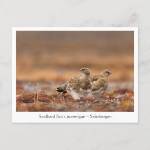 Svalbard Sten Ptarmigan Nature Photo Vykort
