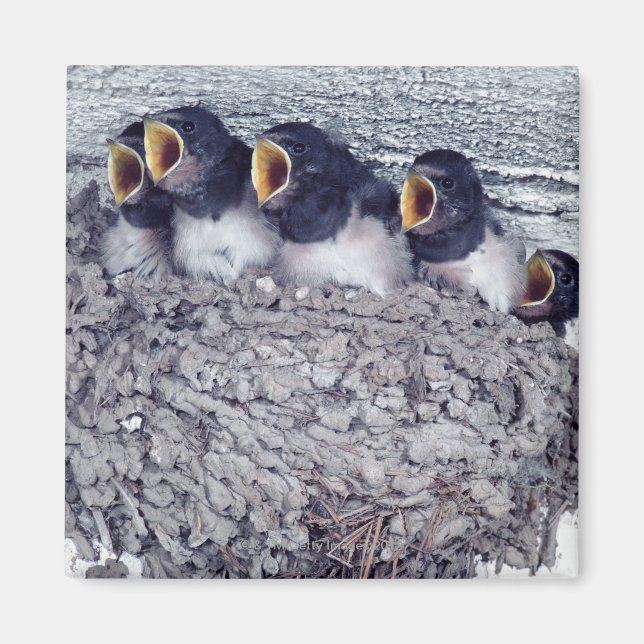 svälj av unglada magnet (Framsidan)